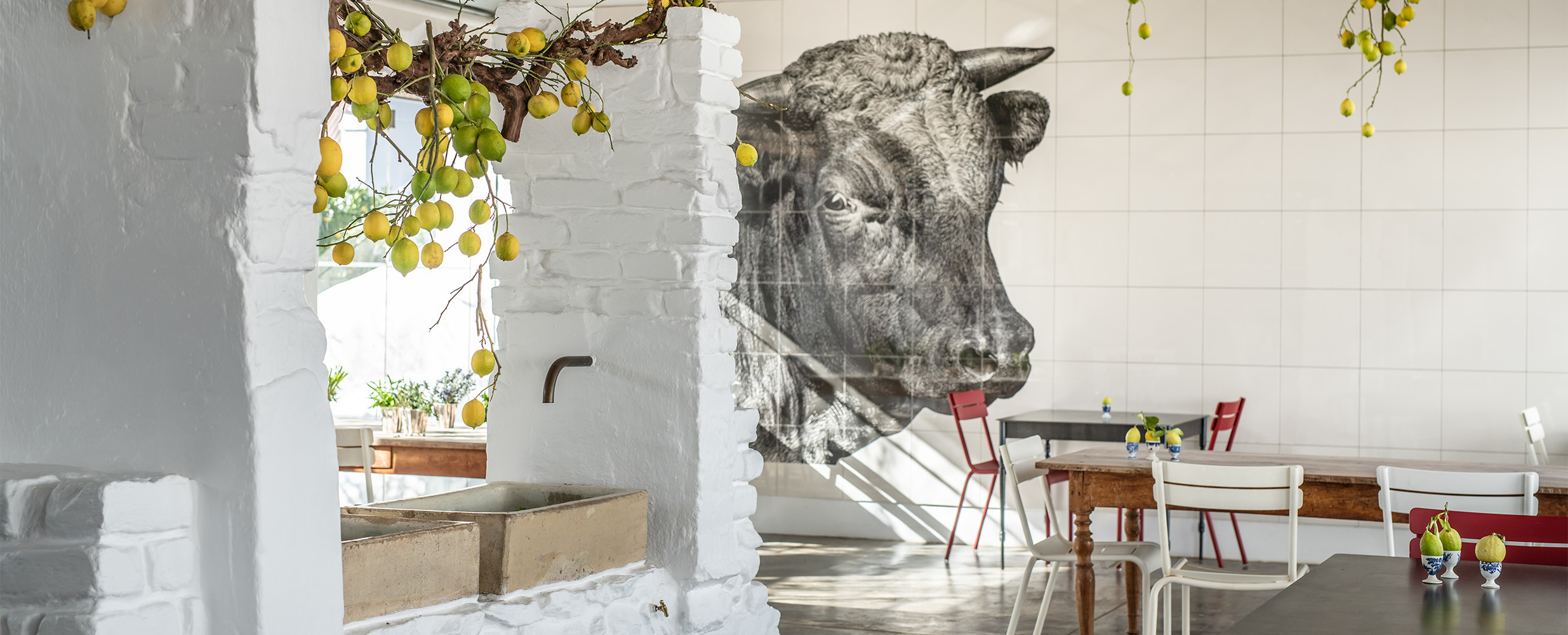 The dining room at Babel, a whitewashed brick and white-tiled former cow shed where a large charcoal drawing of a bull's head fills one wall, branches of yellow fruit hang from the ceiling and red and cream cafe chairs stand at plain wooden tables beside a stone trough basin.