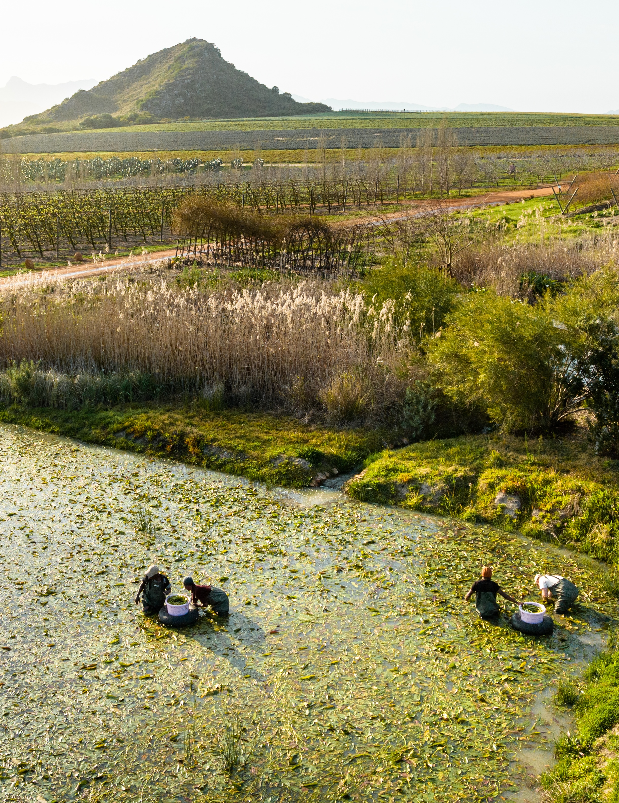Four workers standing waist-deep in a reed-fringed dam gathering waterblommetjies into floating tubs, the green water thick with leaves, with vineyards, a red dirt track and a conical hill beyond in the late afternoon light.